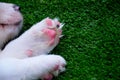 Closeup of the cute paws of a Border Collie puppy laying on the green lawn