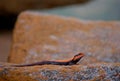 Closeup of a cute Peninsular rock agama on a red stone Royalty Free Stock Photo