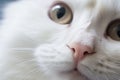 Closeup of a cute pink cat's nose and face. ai generated Royalty Free Stock Photo