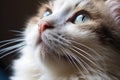 Closeup of a cute pink cat's nose and face. ai generated Royalty Free Stock Photo