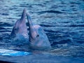 Closeup cute pink dolphins jump up from underwater with splash water Royalty Free Stock Photo