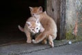 Closeup of cute playing ginger kittens