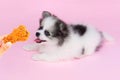 Closeup cute pomeranian dog looking fried chicken in hand with happy moment, selective focus Royalty Free Stock Photo