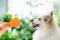 Closeup cute pomeranian dog looking fried chicken in hand with happy moment, selective focus Royalty Free Stock Photo