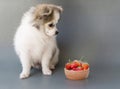 Closeup cute pomeranian dog looking red strawberry in hand with happy moment, selective focus Royalty Free Stock Photo