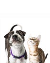 Closeup Cute Puppy and Kitten Looking Up Royalty Free Stock Photo