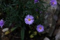 Closeup of cute purple asters blooming in August and September Royalty Free Stock Photo