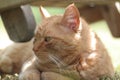 Closeup of a cute red-headed pensive ginger cat