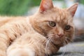 Closeup of a cute red-headed pensive ginger cat