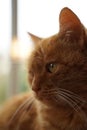Closeup of a cute red-headed pensive ginger cat