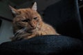 Closeup of a cute red-headed pensive ginger cat