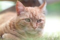 Closeup of a cute red-headed pensive ginger cat