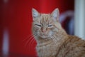 Closeup of a cute red-headed pensive ginger cat