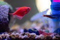 Closeup of a cute red Neon Fish swimming next to rocks in a fish tank Royalty Free Stock Photo