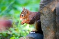 Closeup of a cute red squirrel eating peanuts Royalty Free Stock Photo