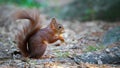 Closeup of a cute red squirrel eating peanuts Royalty Free Stock Photo
