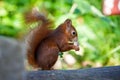 Closeup of a cute red squirrel eating peanuts Royalty Free Stock Photo