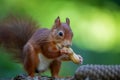 Closeup of a cute red squirrel eating peanuts Royalty Free Stock Photo