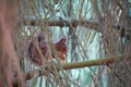 Closeup of a cute red squirrel eating peanuts Royalty Free Stock Photo