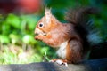 Closeup of a cute red squirrel eating peanuts Royalty Free Stock Photo