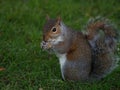 Closeup of a cute red squirrel standing on a green grassy field Royalty Free Stock Photo