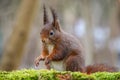 Closeup of a cute Red squirrel standing on the mossy surface Royalty Free Stock Photo