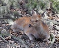 Closeup of cute, resting deer laying on the ground Royalty Free Stock Photo