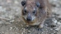 Closeup of a cute rock hyrax Royalty Free Stock Photo