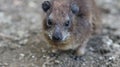Closeup of a cute rock hyrax