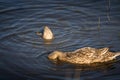 Closeup of cute rouen ducks on a lake under the sunlight with a blurry background