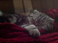 Closeup cute Scottish fold and Scottish straight cat lies in a couch on a red knitted bedspread Royalty Free Stock Photo