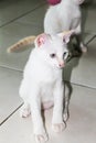 Closeup of cute single white cat in home