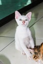 Closeup of cute single white cat in home