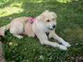 Closeup of a cute sleeping dog Royalty Free Stock Photo