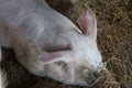 Closeup of a cute sleeping domestic pig