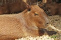 Cute Sleepy Capybara Relaxing after the Meal Royalty Free Stock Photo