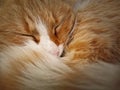 Closeup cute and sleepy orange kitten laying with eyes closed. Ginger cat standing cozy outdoors and falling asleep Royalty Free Stock Photo