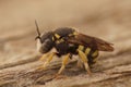 Closeup on the cute, small, yellow, male, rotund resin solitary bee , Anthiedielluim strigatum