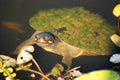 Closeup cute smiling face Australian turtle in lily pond Royalty Free Stock Photo
