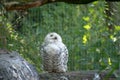 Closeup of a cute snowy owl in the zoo of Osnabruck Royalty Free Stock Photo