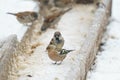 Closeup of cute sparrows in a bird feeder