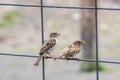 Closeup of cute sparrows on a fence with blurred background