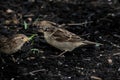 Closeup of cute sparrows standing on the ground outdoors
