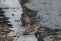 Closeup of cute sparrows standing on the ground outdoors