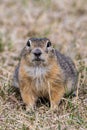 Closeup of a cute speckled ground squirrel standing on the ground with dried grass Royalty Free Stock Photo