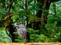 Closeup of a cute spotted nutcracker bird in a forest