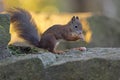 Closeup of a cute squirrel eating hazelnuts during the daytime Royalty Free Stock Photo