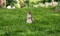 Closeup of a cute squirrel standing on grass Royalty Free Stock Photo