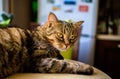 Closeup of a cute striped cat with yellowish-green eyes.