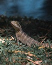 Closeup of a cute striped monitor lizard